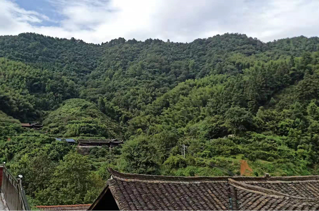 黔陽瞐安江松林基地